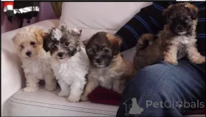 Фото №1. русская цветная болонка - купить в Берлине за договорная. Объявление №167684