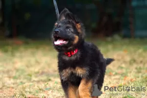 Дополнительные фото: Puppy. Немецкая овчарка.