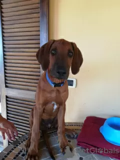 Дополнительные фото: Продаются щенки породы Родезийский Риджбек (Rhodesian Ridgeback)