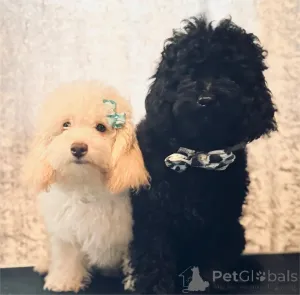 Фото №1. пудель (карликовый) - купить в Хаттинген за 32468₽. Объявление №154604