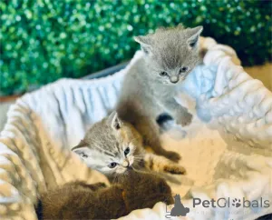 Фото №1.  - купить в Bilefeld за 32468₽. Объявление №152934