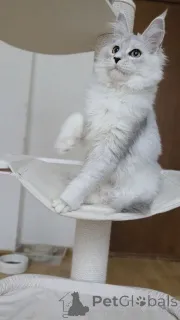 Дополнительные фото: Котята мейнкун