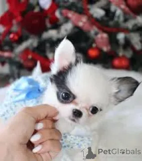 Фото №2 к объявлению №166969 о продаже чихуахуа - купить в Франции частное объявление, заводчик