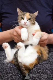 Дополнительные фото: Ищет дом кошечка Пикси