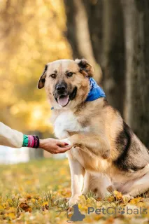 Фото №3. Познакомьтесь с Дынькой мягким гигантом с сердцем, полным добра..  Россия