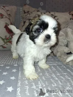 Дополнительные фото: Идеальные щенки Ши-Тцу