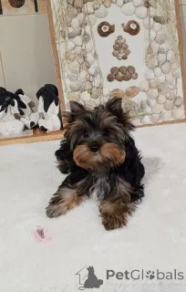 Фото №1. йоркширский терьер - купить в Баликесир за 44934₽. Объявление №156723