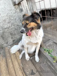 Дополнительные фото: Ищем дом для Санты, собаки светлой души