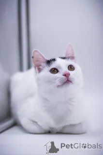 Фото №4. Продам  в Москве реке частное объявление - цена Бесплатно