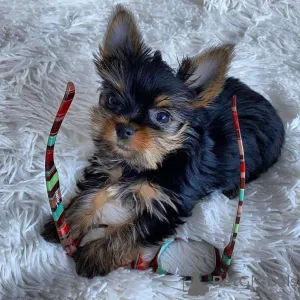 Фото №2 к объявлению №167293 о продаже йоркширского терьера - купить в Швеции 