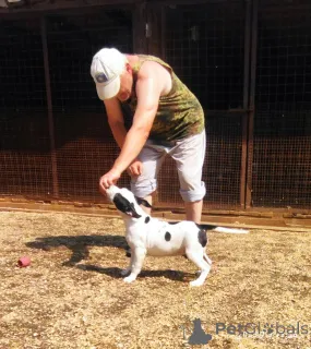 Фото №3. Щенки амстаффа, мальчик и девочка.  Россия