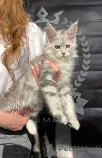 Дополнительные фото: Adel