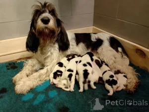 Дополнительные фото: Grand Basset Griffon Vendeen Puppy