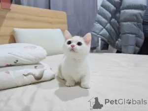 Дополнительные фото: Süße weiße Munchkin-Kätzchen