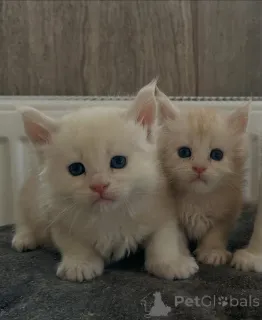 Фото №1. мейн-кун - купить в Бристоль за 250₽. Объявление №158808