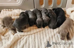 Дополнительные фото: Лабрадор ретривер