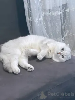 Фото №4. Продам британскую короткошёрстную в Aix-en-Provence частное объявление - цена 51022₽