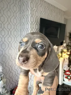 Дополнительные фото: Stunning Dachsund puppies from our beloved pets