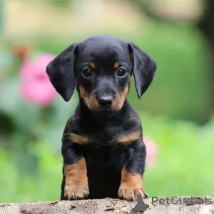 Дополнительные фото: Щенки таксы