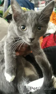 Фото №1. американская жесткошёрстная - купить в Affalterbach за 32468₽. Объявление №151622