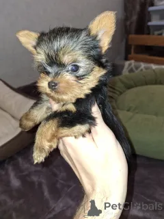 Дополнительные фото: Щенки Йоркширского Терьера