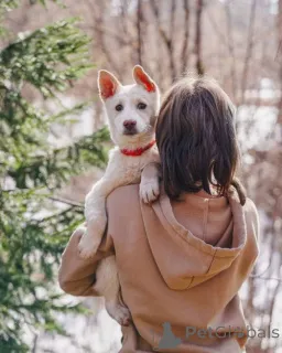 Дополнительные фото: Бесподобный домашний щенок Пилот ищет дом