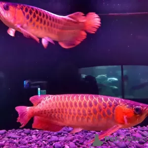 Фото №1. Super Red Arowana, рыба-скат-альбинос продается в Nashville. Цена 22018₽. Объявление №8729