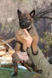 Дополнительные фото: Бельгийская овчарка (Малинуа)