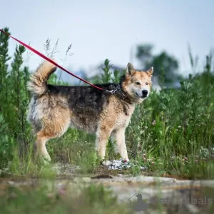 Фото №4. Продажа беспородную в Москва из приюта - цена Бесплатно