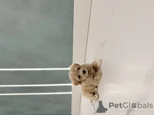 Фото №3. Мальтипу мини.  Украина