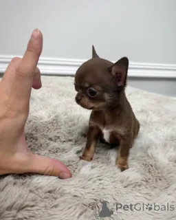 Фото №1. чихуахуа - купить в Rijeka Crnojević за 41745₽. Объявление №152461
