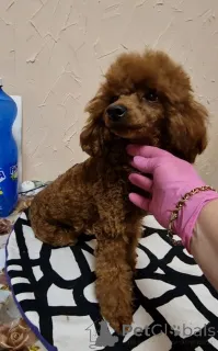 Фото №3. Той пудель девочка взрослая.  Украина