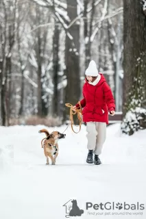 Дополнительные фото: Коротколапочка Тыковка ищет дом!