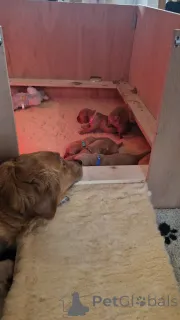 Дополнительные фото: Темно-золотистый ретривер (мальчик девочка)