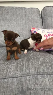 Фото №2 к объявлению №164860 о продаже чихуахуа - купить в Бельгии частное объявление, заводчик