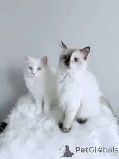 Фото №1. турецкая ангора - купить в Брюсселе за 46384₽. Объявление №166617