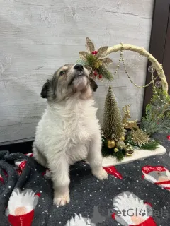 Фото №4. Продажа беспородную в Минеральные Воды частное объявление - цена Бесплатно