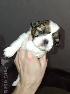 Дополнительные фото: Идеальные чистокровные щенки Ши-Тцу. 