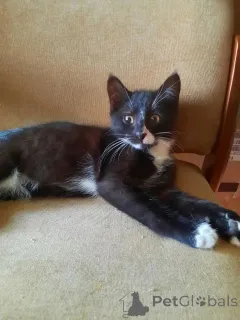 Фото №4. Продам  в Москве реке частное объявление - цена Бесплатно