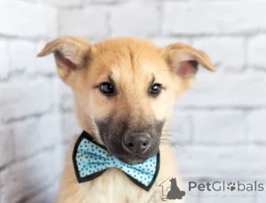 Фото №1. беспородная - купить в Москве реке за Бесплатно. Объявление №163155