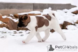 Дополнительные фото: Puppy American Akita