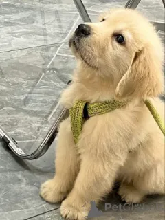 Фото №2 к объявлению №158715 о продаже лабрадор-ретривера - купить в Германии частное объявление