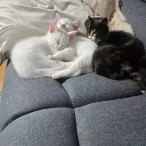 Фото №1. двэльф - купить в Rösrath за 35251₽. Объявление №167240