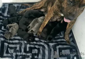 Дополнительные фото: Пресса Кане Корсо... Контакты в WhatsApp по номеру 44 7453 907158