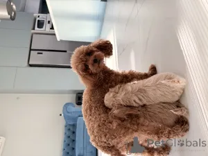 Дополнительные фото: Мальтипу мини