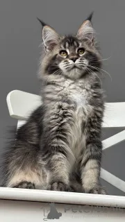 Фото №3. Мейнкун. Дания