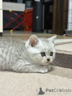 Дополнительные фото: Продам шотландского котенка