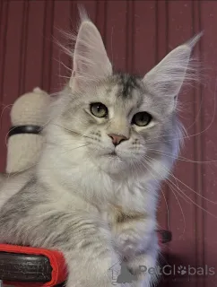 Дополнительные фото: Куда бы ни пошел Тео, мир следует за любовью, завернутой в мех.