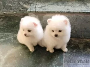 Фото №3. Подросток Померанский.  Хорватия