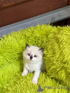 Дополнительные фото: Чистокровные тряпичные котят